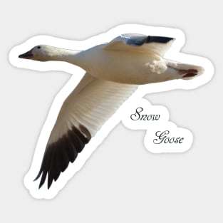 Snow Goose in Flight Sticker